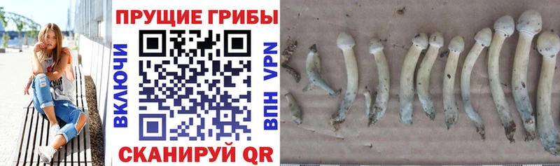 купить наркотик  Наволоки  OMG зеркало  Псилоцибиновые грибы мицелий 